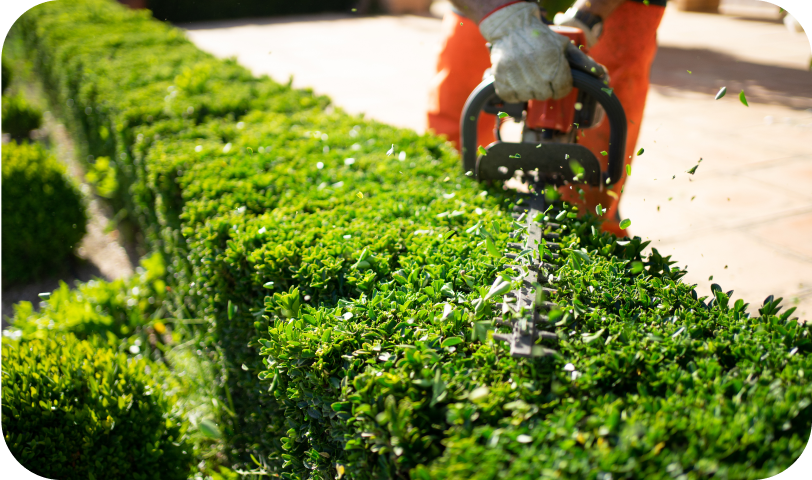 Tree and Shrub Trimming